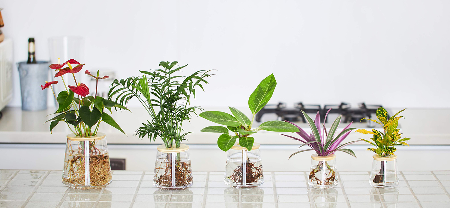 WOOTANGの水耕栽培植物