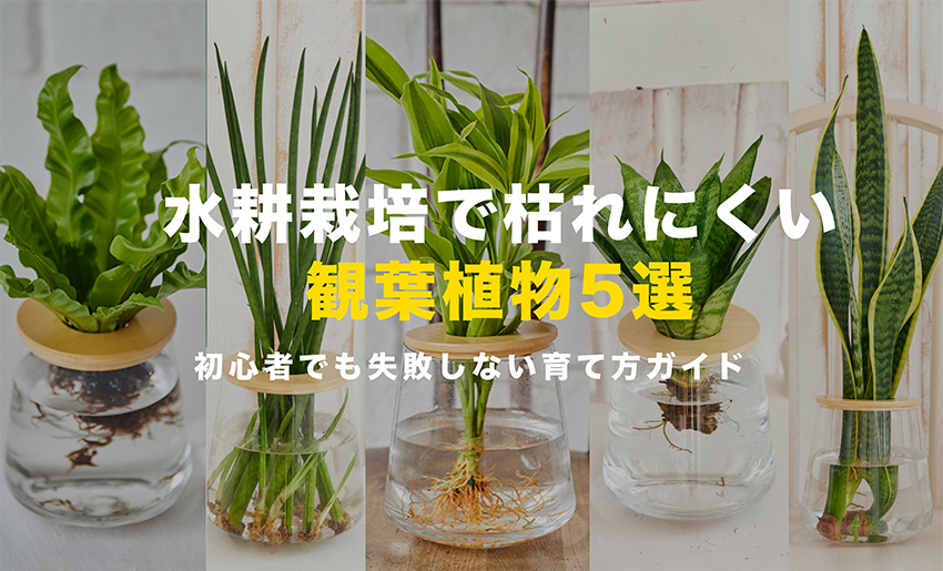水耕栽培で枯れにくい観葉植物5選｜初心者でも失敗しない育て方ガイド 