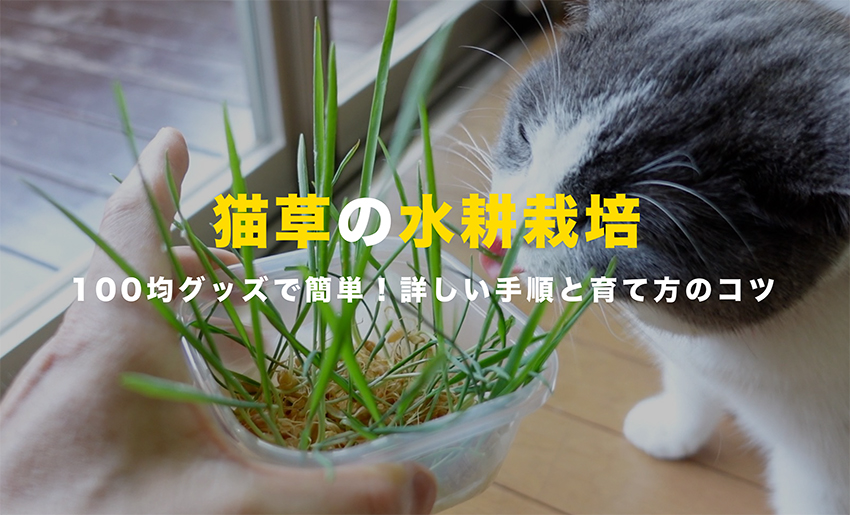 【猫草の水耕栽培】100均グッズで簡単！詳しい手順と育て方のコツ