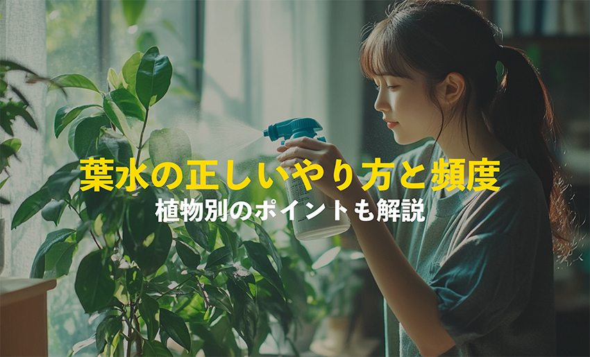 葉水のやり方