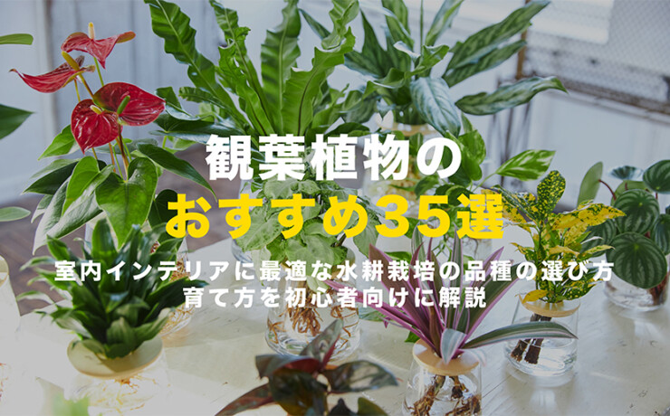 観葉植物のおすすめ35選