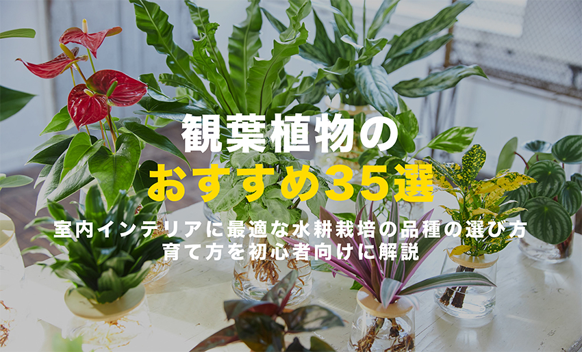 観葉植物のおすすめ35選