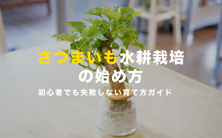 さつまいも水耕栽培の始め方