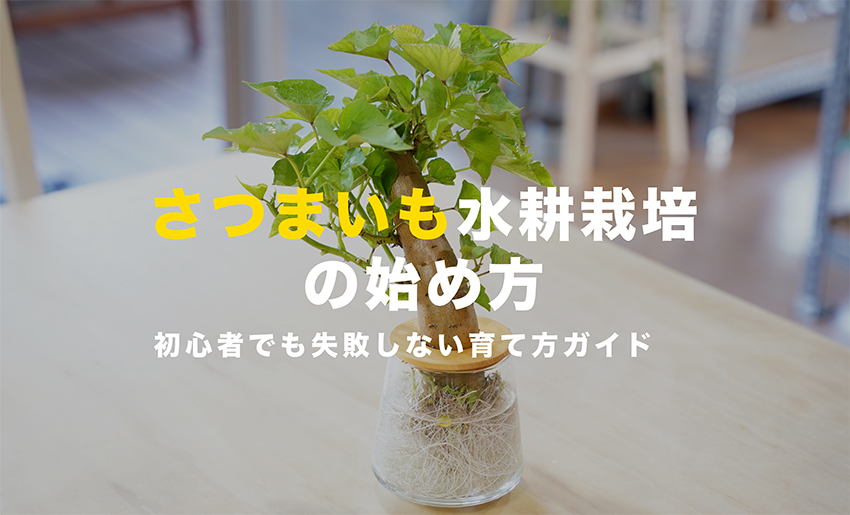 さつまいも水耕栽培の始め方