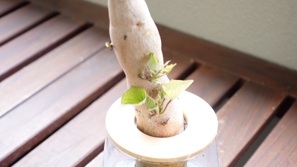 さつまいもの水耕栽培の発芽