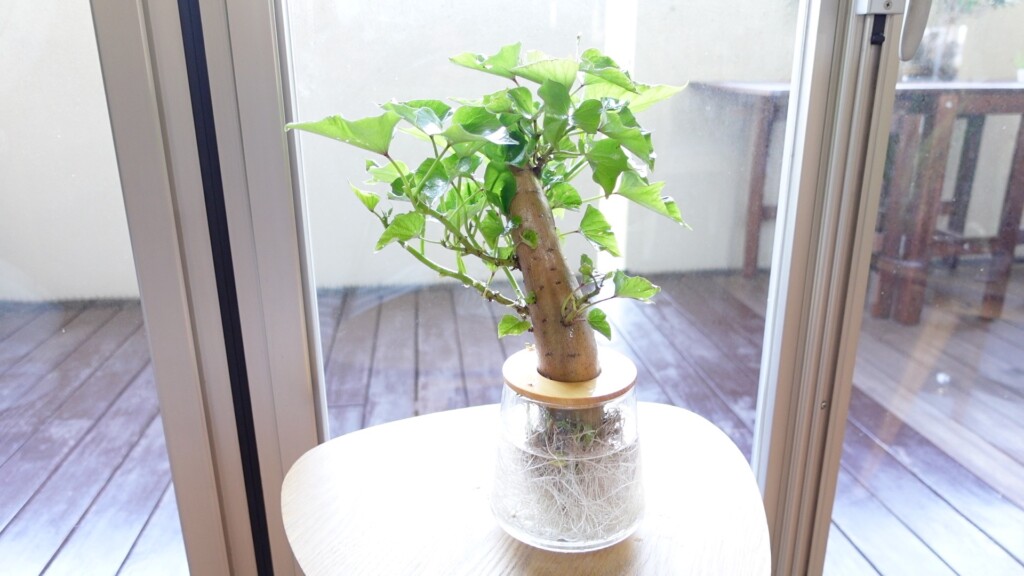 さつまいもの水耕栽培