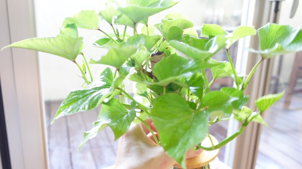 水耕栽培で育てたさつまいもの葉