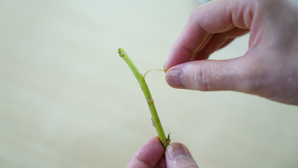 さつまいもの茎の皮（筋）剥き