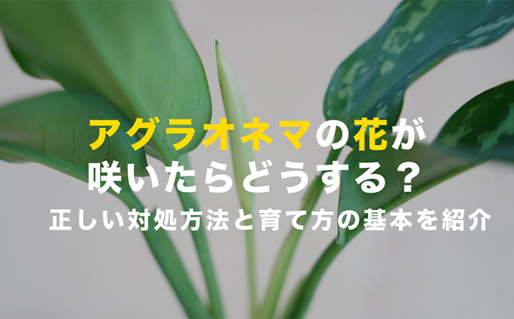 アグラオネマの花