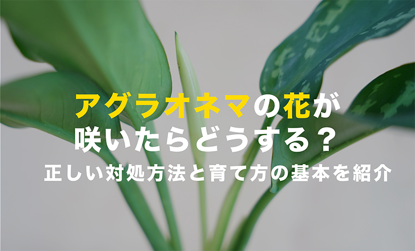 アグラオネマの花