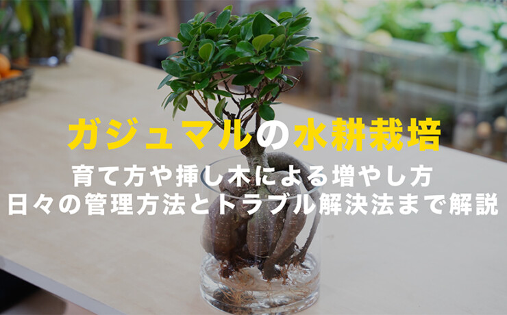 ガジュマルの水耕栽培