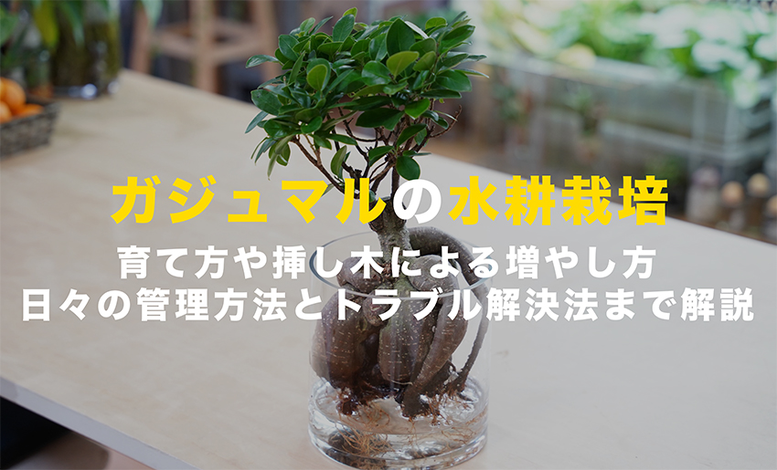 ガジュマルの水耕栽培