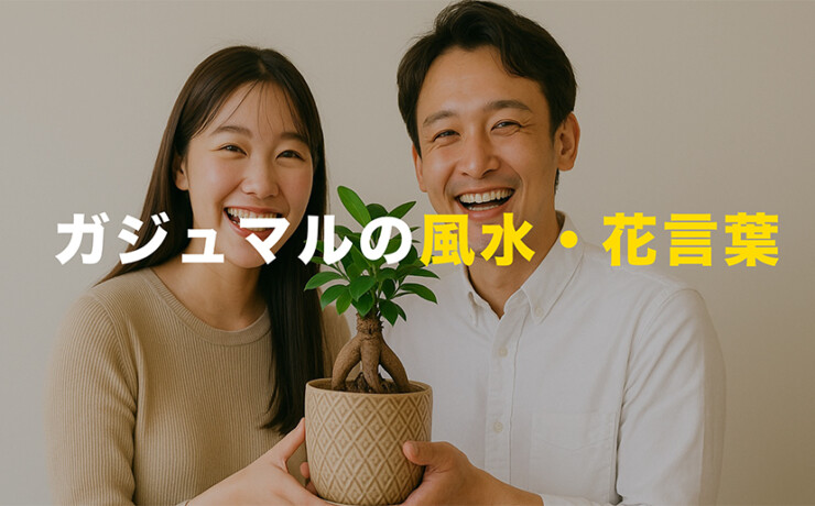 ガジュマルの風水・花言葉