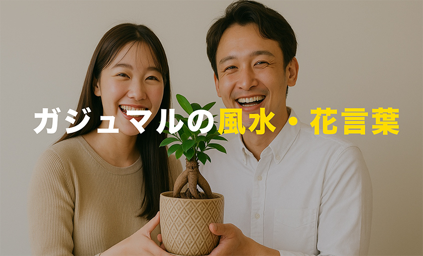 ガジュマルの風水・花言葉