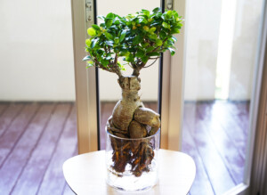 1点もの】ガジュマル（LL） | WOOTANG（ウータン）｜水耕栽培の観葉