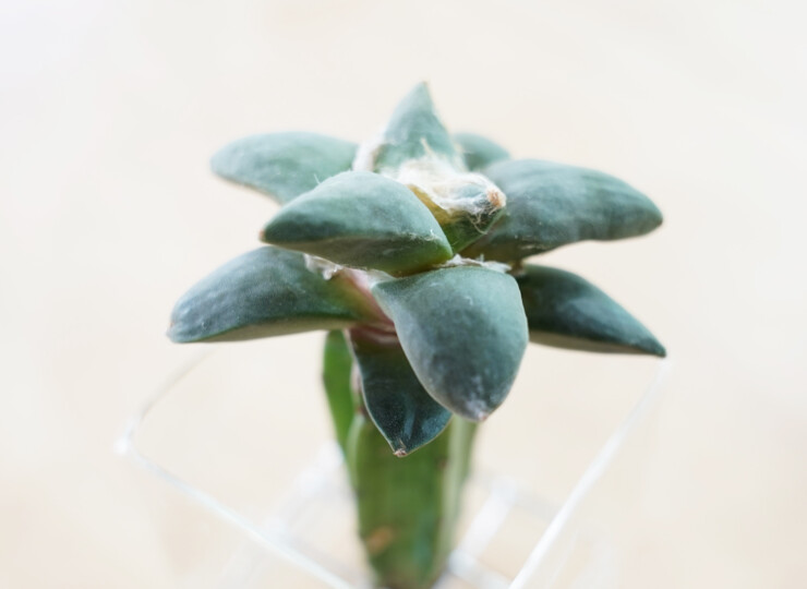 G009