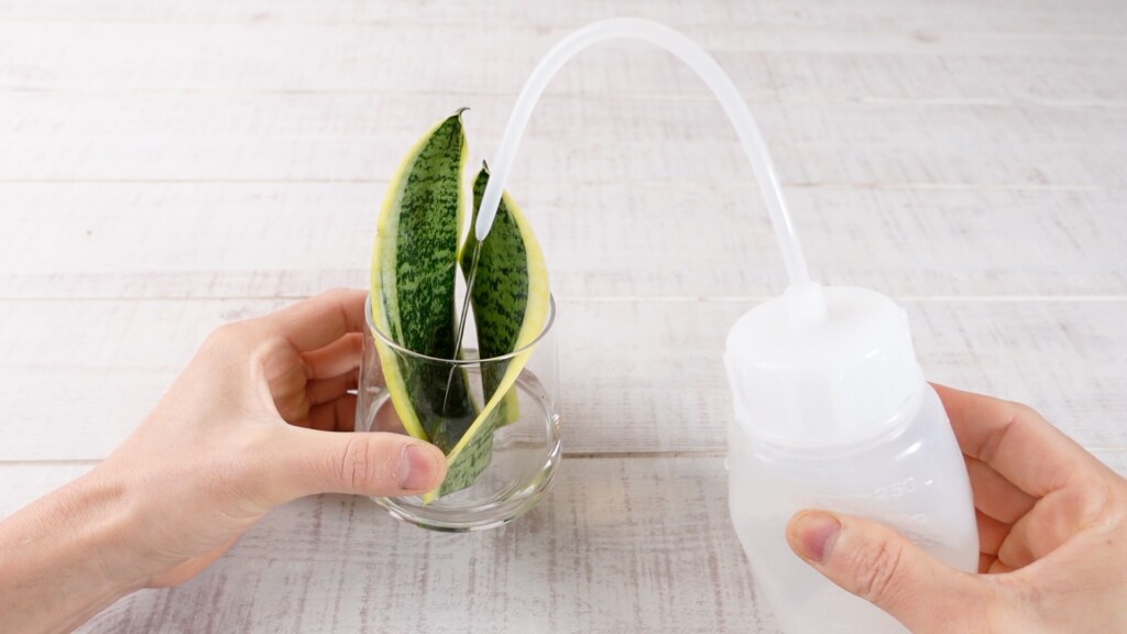 サンスベリアの器に水を入れている様子