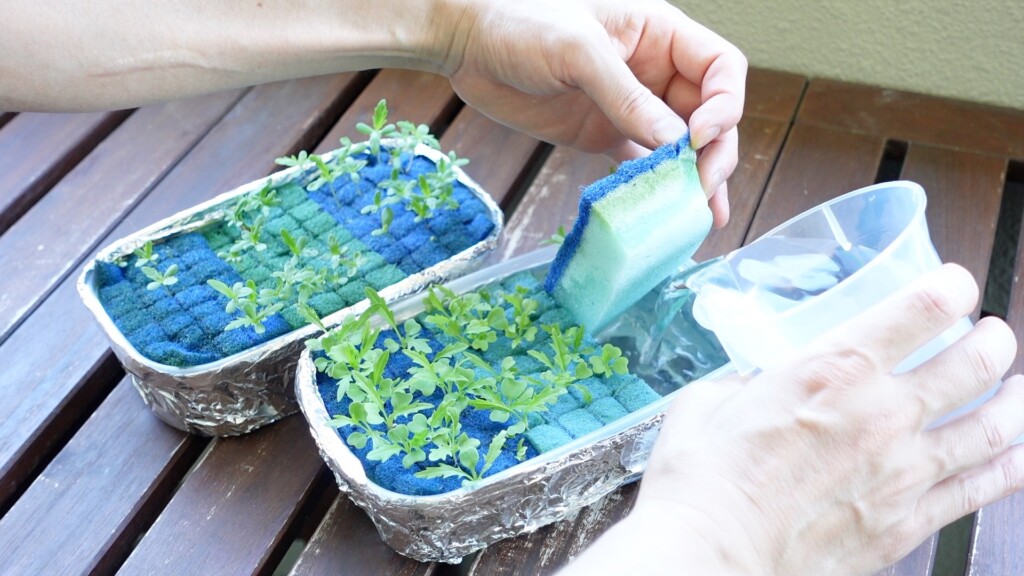 液体肥料を混ぜた水をダイソーの水耕栽培キットに注ぐ
