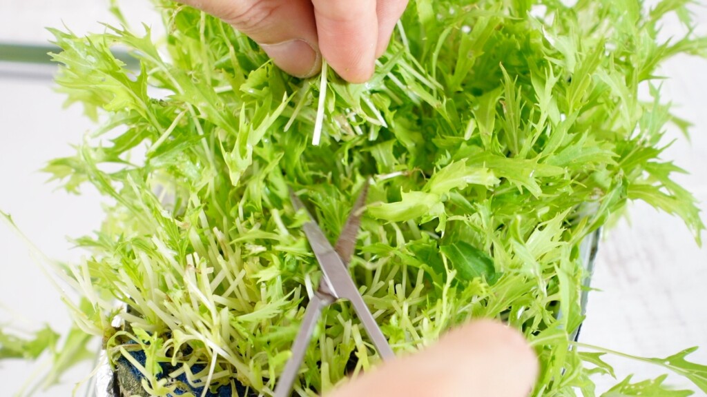 水菜を収穫する様子