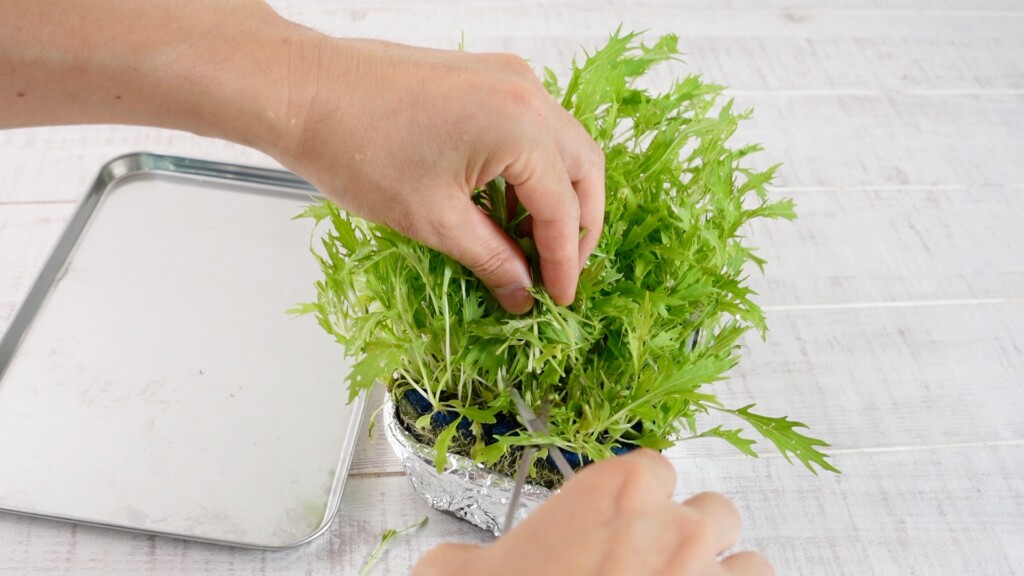 水菜の収穫