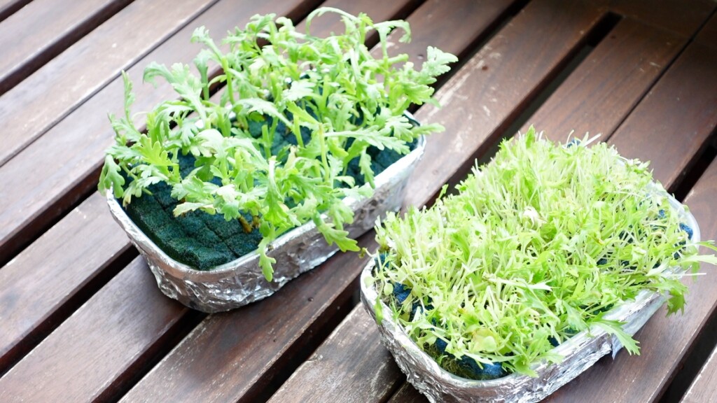 収穫した水菜と春菊を再度、水耕栽培する様子