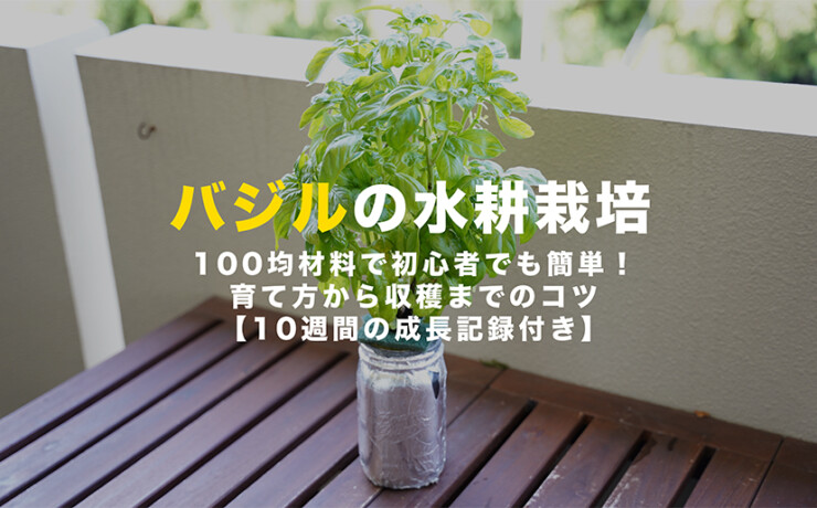 バジルの水耕栽培