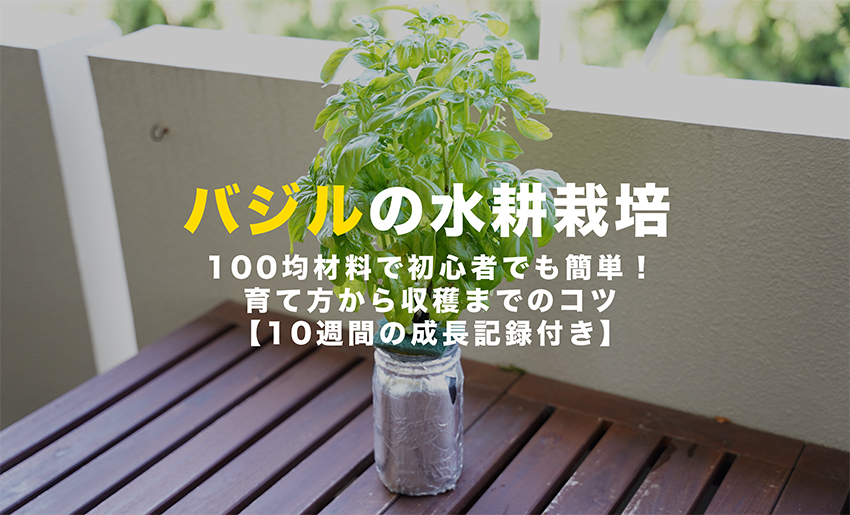 バジルの水耕栽培
