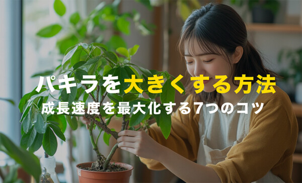 パキラを大きくする方法
