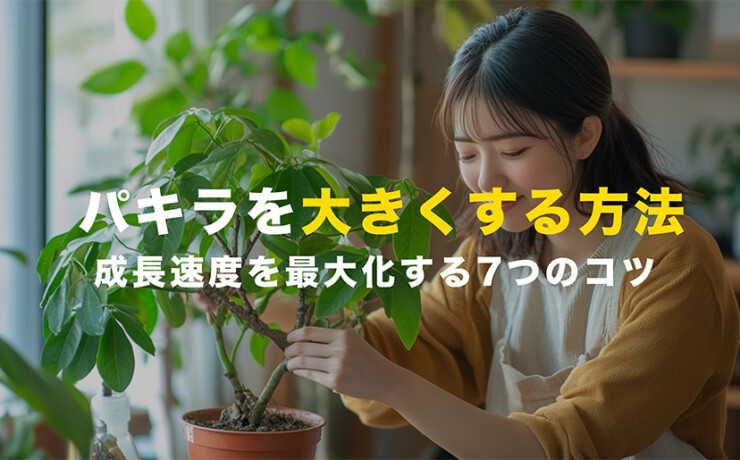 パキラを大きくする方法