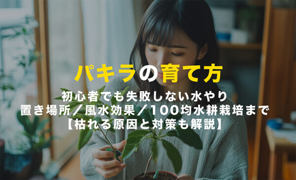 パキラの育て方