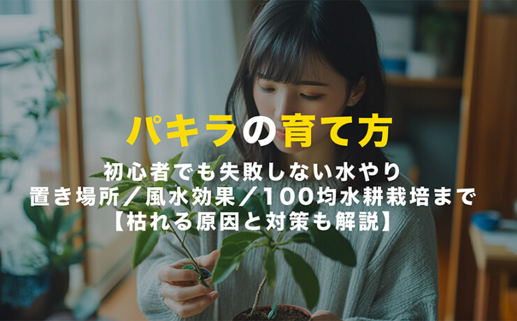 パキラの育て方