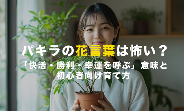 パキラの花言葉