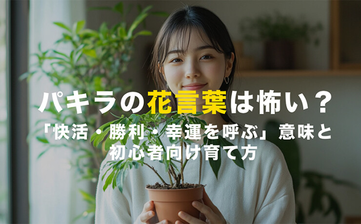 パキラの花言葉