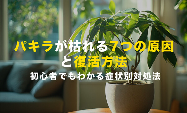 パキラが枯れる原因と復活方法