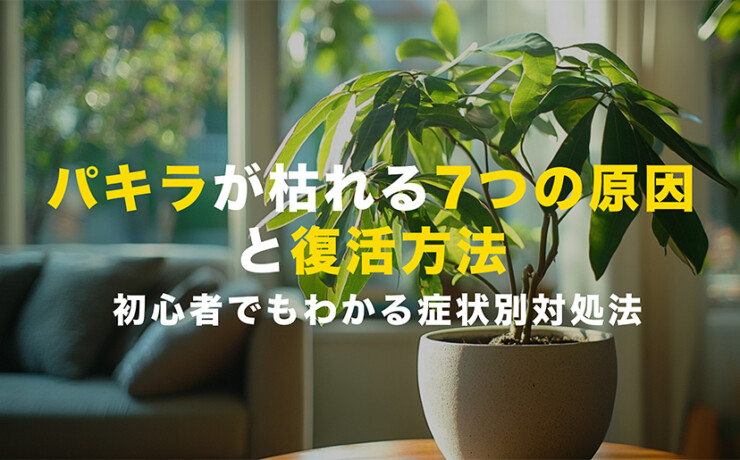パキラが枯れる原因と復活方法