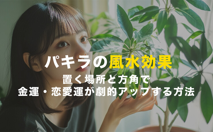 パキラの風水効果