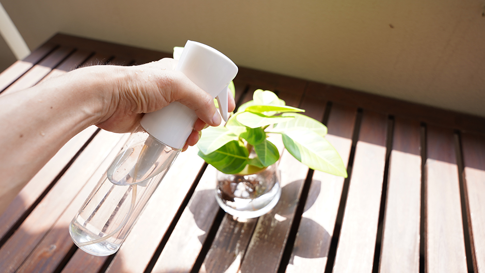 ベランダで葉水をする様子
