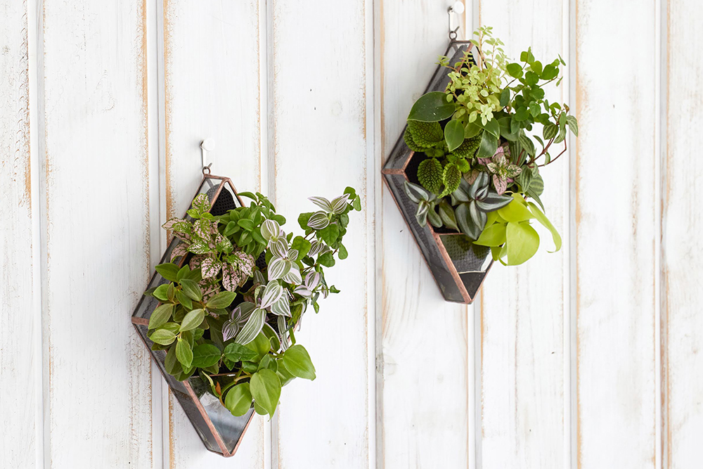 壁掛けの植物