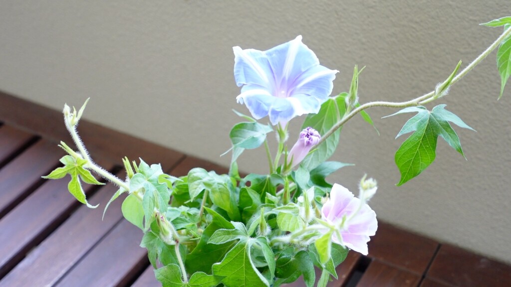 朝顔の花