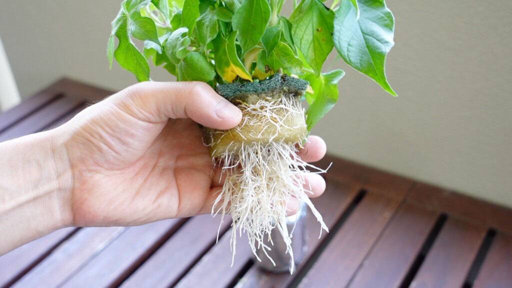 水耕栽培に適応した根が生えている朝顔