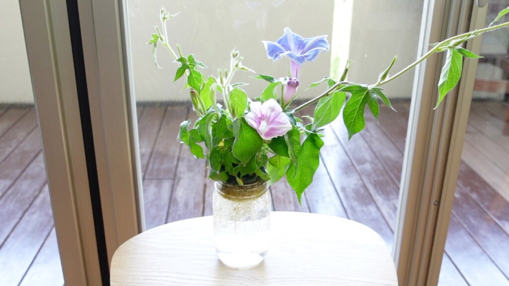 室内インテリアとしての朝顔の水耕栽培