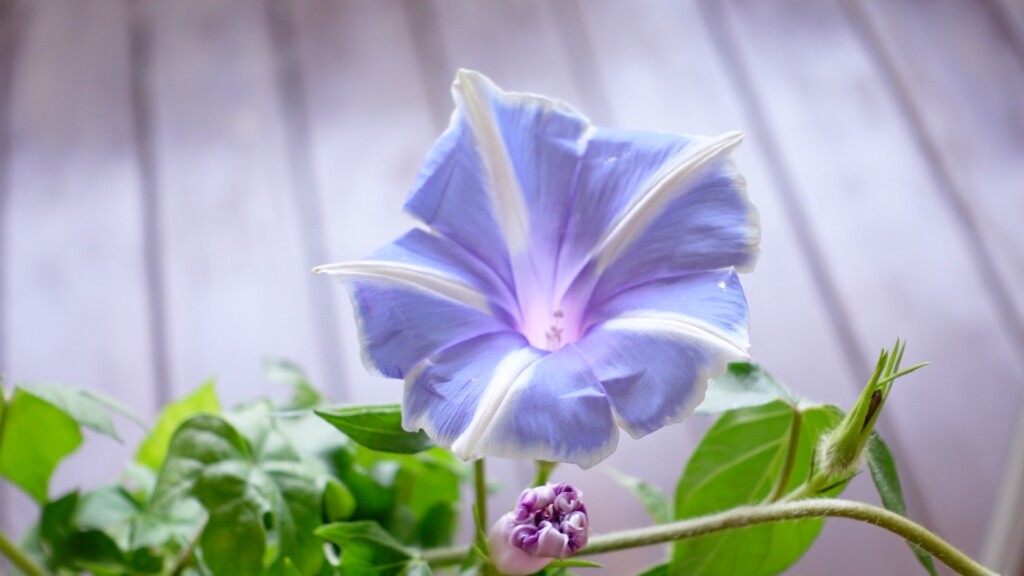 朝顔の花