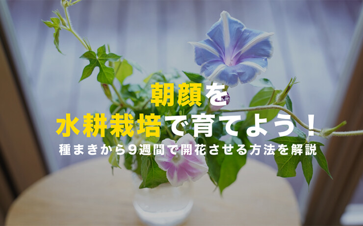 朝顔の水耕栽培