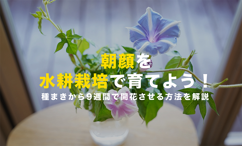 朝顔の水耕栽培