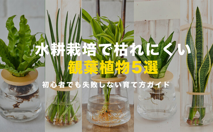 水耕栽培で枯れにくい観葉植物5選