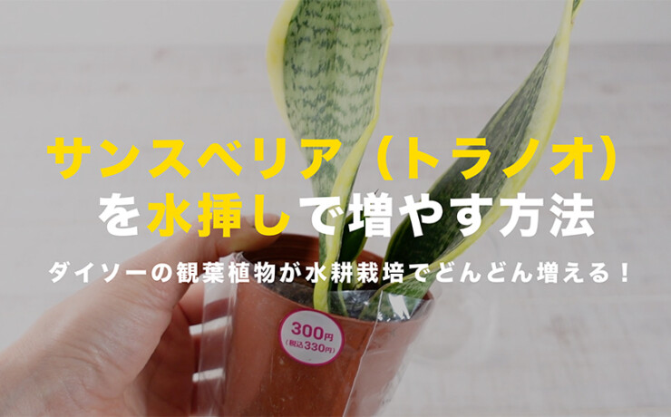 サンスベリアの水挿し