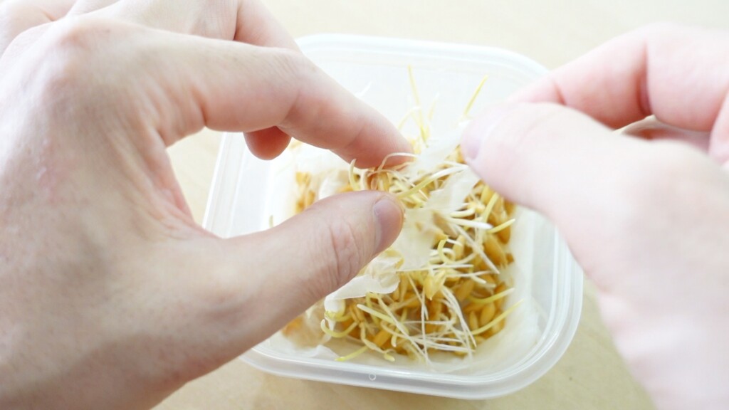 水耕栽培を始めて5日後、キッチンペーパーを取っている様子