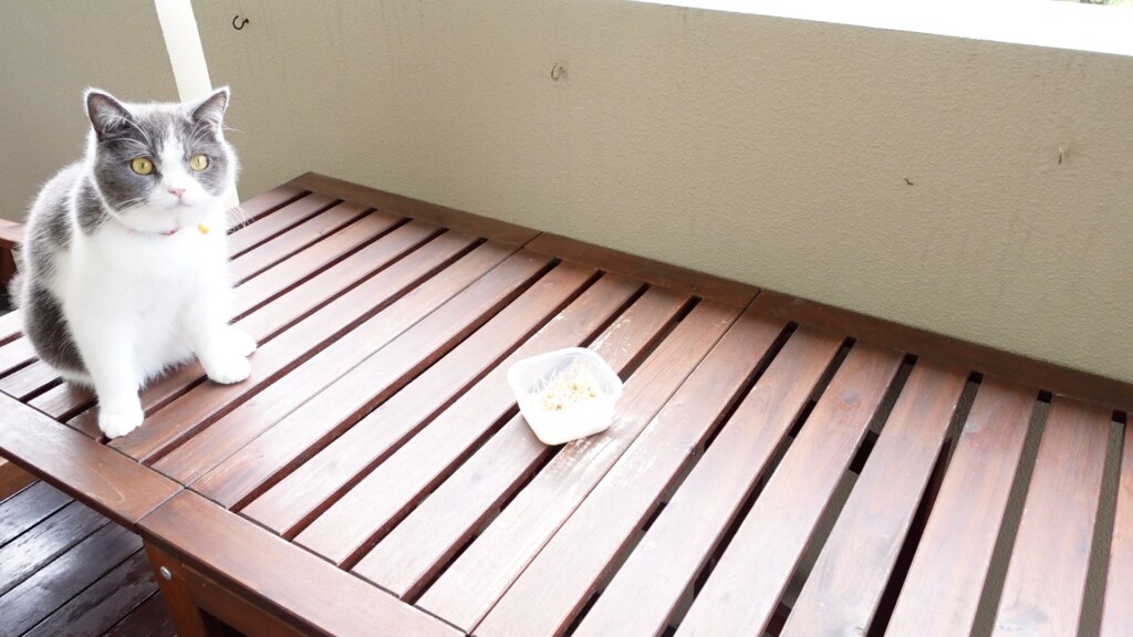 日の当たる場所で猫草を水耕栽培している様子