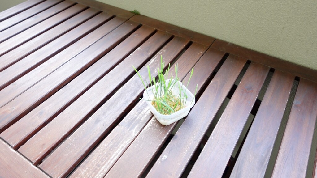 10日後の猫草の水耕栽培