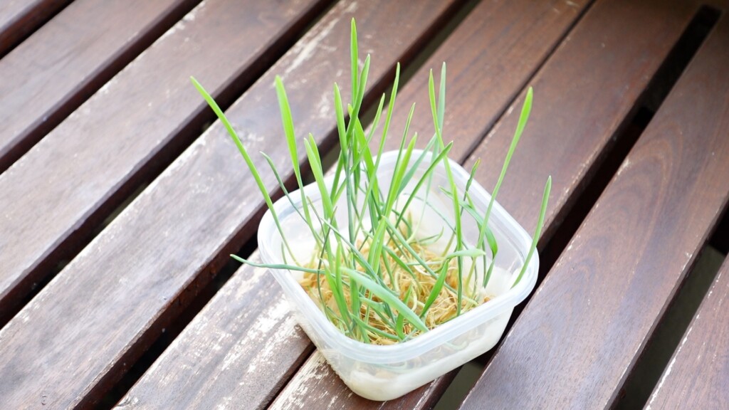 種まきから10日後の猫草
